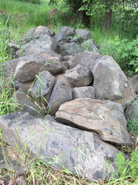 Pin by Scott Russell on Russell Timberline Garden Ideas | Native plants