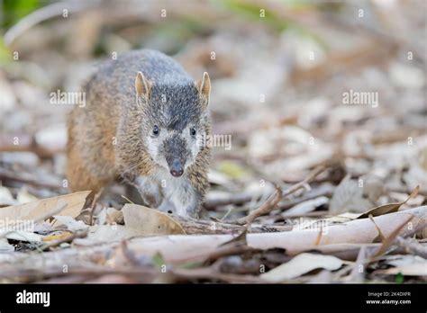 Australian Bandicoot Is Curiously Looking At Us Stock Photo Alamy