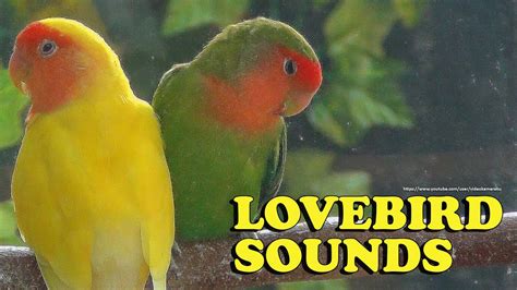 Peach Faced Lovebirds Songs Lutino Wild Green 2022 YouTube