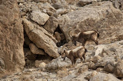 Pair of Wild Himalayan Ibex on Rocky Slope Stock Photo - Image of environment, habitat: 316328930