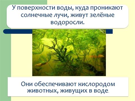 Мир растений - презентация онлайн