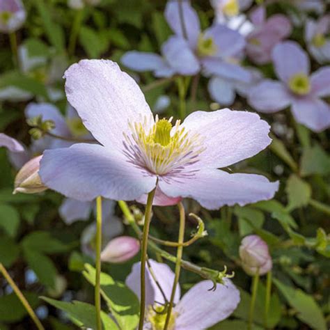 Clematis montana Elizabeth 9cm | YouGarden