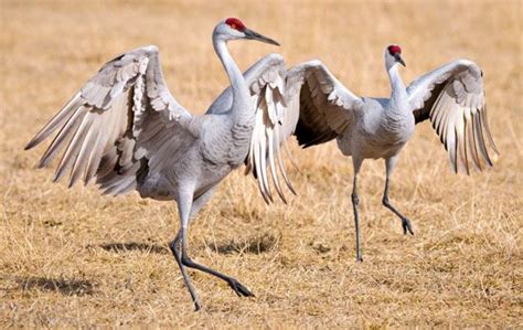 Crane | bird | Britannica.com