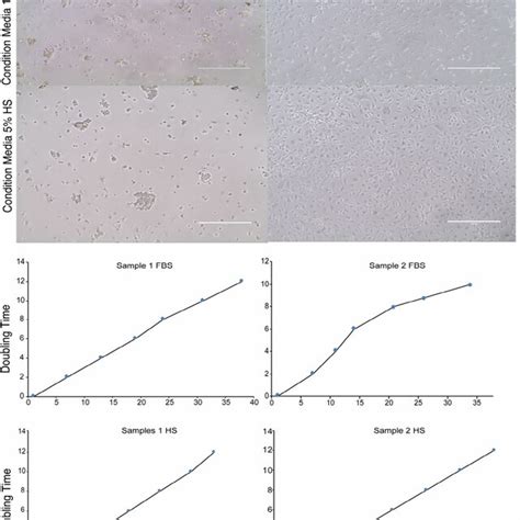 Human Amniotic Epithelial Cell Expansion A Human Amniotic Epithelial