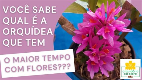 Topo 108 imagem como saber quando a orquídea vai dar flor br