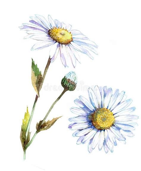 Chamomile Flower Line Art Drawing Daisy Wild Flowers And Leaves