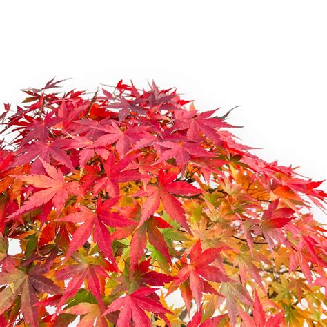 Acer Palmatum Viridis Acero 70 Cm