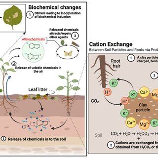 Plants Use Allelopathy By Their Roots To Absorb More Nutrients Along