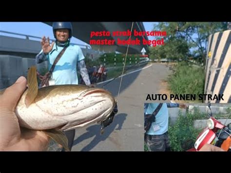 Mancing Ikan Gabus Terbesar Dari Yang Paling Kecil Mancing Gabus