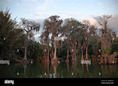 Cypress Trees Florida Hi Res Stock Photography And Images Alamy