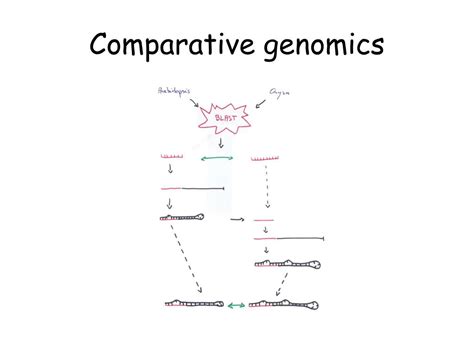 Ppt Microarns Comparaison Prediction Powerpoint Presentation Free