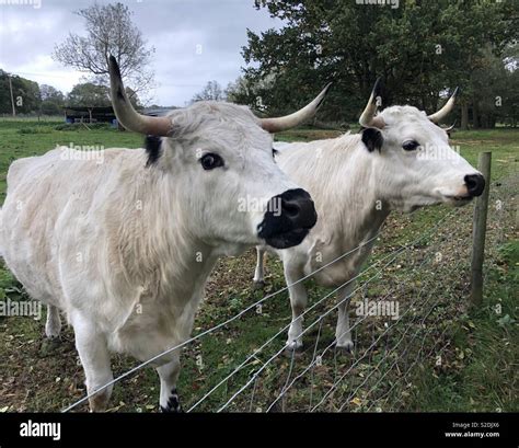 Two cows on a farm Stock Photo - Alamy