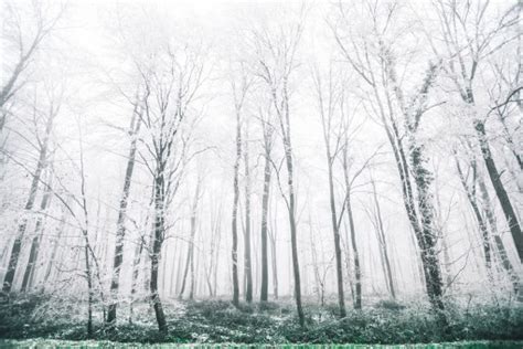 Bildet tre natur skog gren snø vinter svart og hvit anlegg