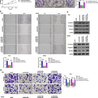 Role Of MiR 129 5p In Cell Viability And Invasion In RPLP0P2 Silenced