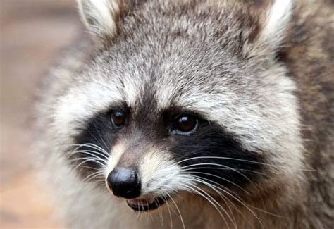 La Rage Du Raton Laveur Sapproche De Longueuil