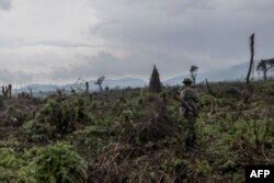 Through The Lens Deforestation Imperils Famed DR Congo Reserve