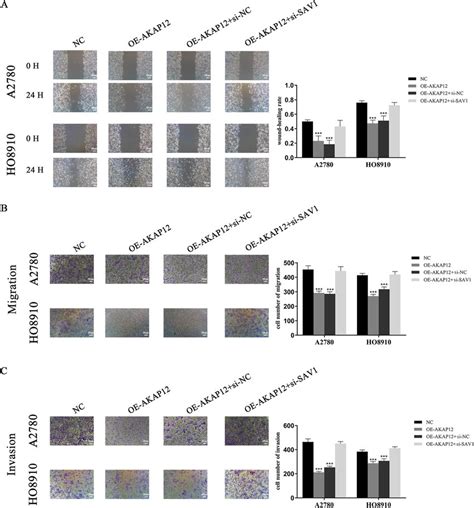 Sav Reversed The Effects Of Akap Expression On Ovarian Cancer Cell