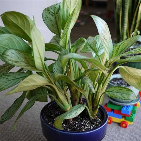 Aglaonema Plant Chinese Evergreen Plants You Need To Grow Epic Gardening