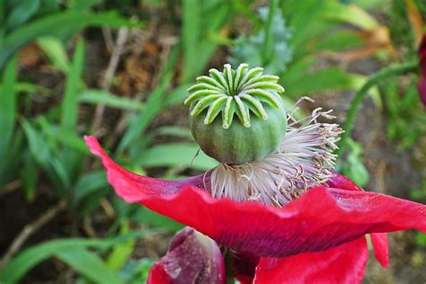 Poppy Seed Pod Garden Free Photo On Pixabay Pixabay