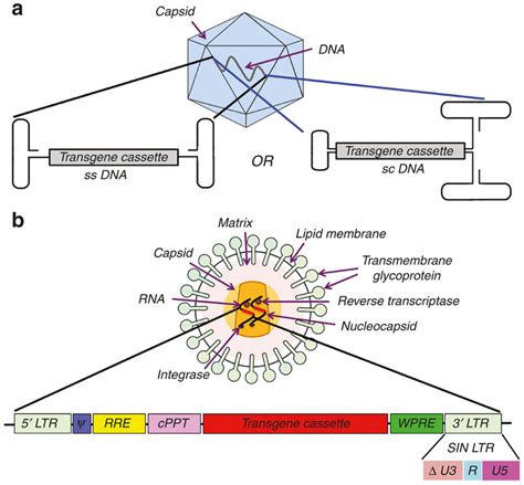 Schematic Illustration Of Two Viral Vectors Widely Used In Clinical