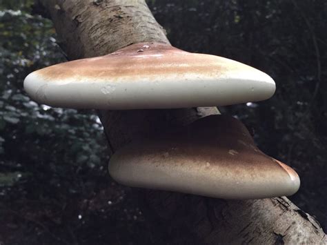 Guide To Birch Polypore Mushrooms World Mushroom Society