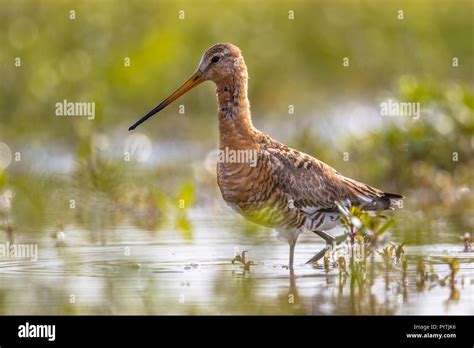 Black Tailed Godwit Limosa Limosa In Natural Wetland Habitat This