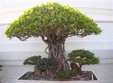 Cara Menanam Bonsai Beringin Qhomemart