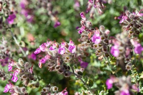 Flowers of a Cat Thyme, Teucrium Marum Stock Photo - Image of closeup, pattern: 258660720