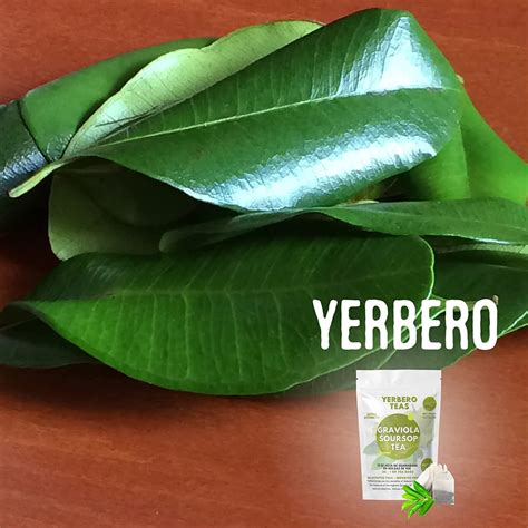 Yerbero Hoja De Guanabana Entera Oz Gr Hojas De Guan Bana