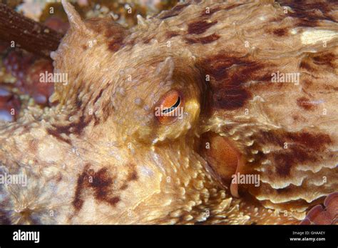 Potrait De Pulpos Gigantes Del Pac Fico O El Pulpo Gigante Del Pac Fico