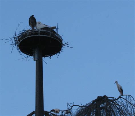 White Stork Of Alsace Emblem Of Alsace Near Extinction To Success