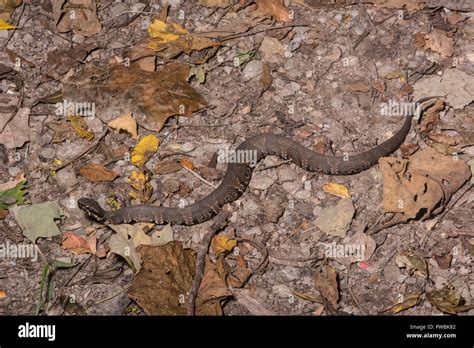 A Western Cottonmouth Agkistrodon Piscivorous Leucostoma From Union