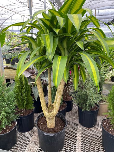 Corn Plant Dracaena