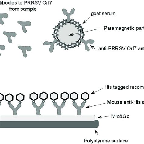 Diagram To Show The Principle Of The Competitive Magneto Immunoassay