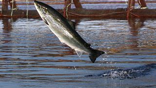 Acqua Troppo Calda Salmoni Divorati Dai Pidocchi Di Mare Euronews