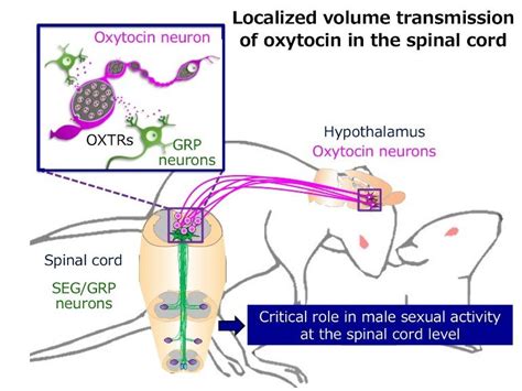 ‘love Hormone Oxytocin Regulates Male Sexual Function Study Finds