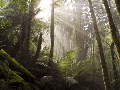 Caminando Por El Bosque Los Bosques Humedos De Queensland