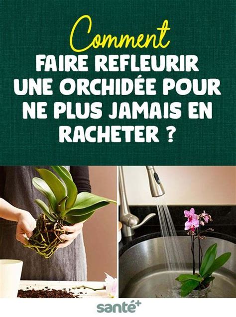 Comment Faire Refleurir Une Orchid E Pour Ne Plus Jamais En Racheter