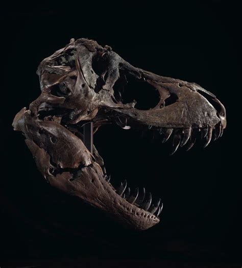 Stan T Rex Skeleton