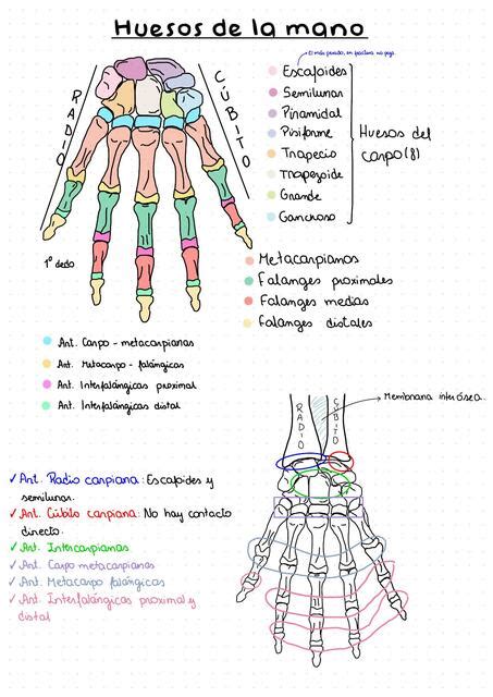 Huesos De La Mano Jimena Elorriaga Udocz