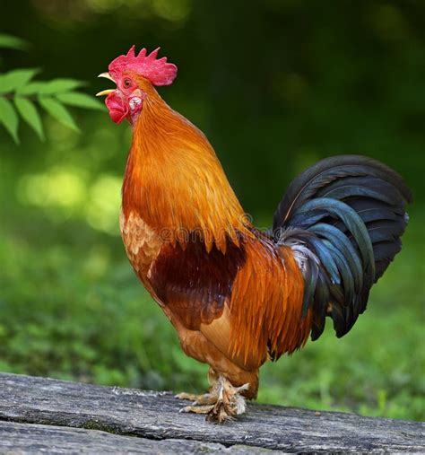 Haan stock foto. Image of vogels, kleurrijk, gevederte - 41814776