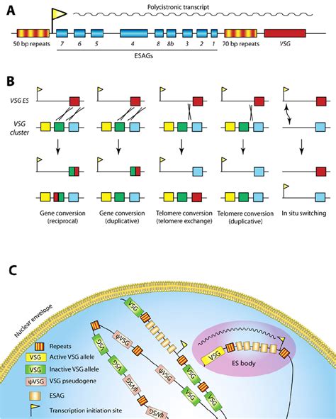 The Trypanosoma Brucei VSG Genes A Map Of A Typical VSG