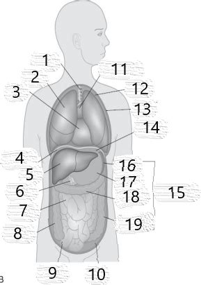 Arrt Boards Prep Anatomy And Physiology Anterior Body Cavities