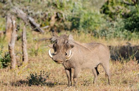 Warthog - Mammals - South Africa