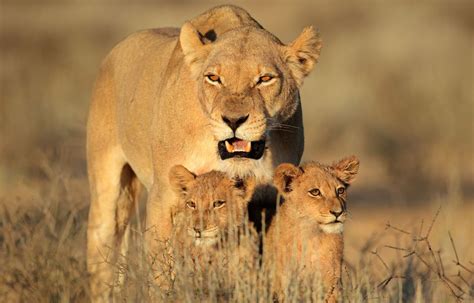 Belgique Une lionne tue ses deux lionceaux après leur vaccin