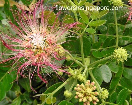 Flowers in Singapore: Samanea Saman