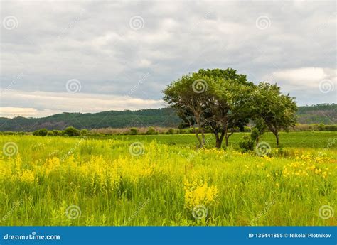 Yellow Flowers And A Tree On The Background Of Distant Hills Stock