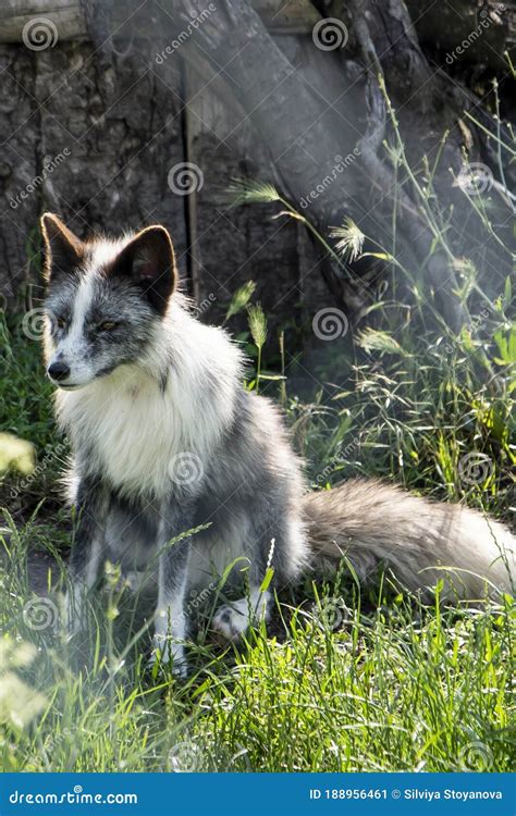 A White Grey Fox In A Green Field Held In Captivity Stock Image