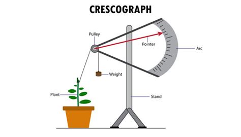 crescograph images browse  stock  vectors  video adobe