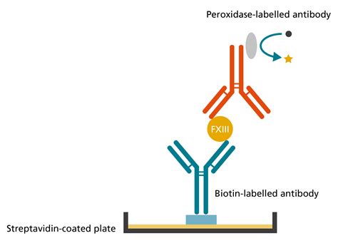 Antigen Based Assays